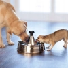 PetSafe Drinkwell 360 Pet Fountain 3,8L duża fontanna Poidło dla kota i psa